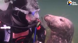 When this seal met a diver, he went right up to him and demanded belly rubs — just like a dog! | The Dodo
