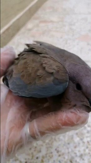 MY BIRD PET IS DIED #shortvideo