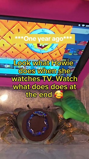Last year's video. Howie had to watch SpongeBob in her hamster ball on the couch during yesterday's tank cleaning because she's so cranky right now. But this old video is still super cute 😅❤️🦀 #howiethecrab