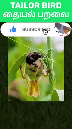 இலைகளைத் தைத்து கூடு கட்டும் தையல் பறவை! 🪡🐦 #tailorbird #naturefacts