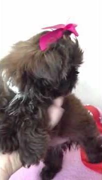 RAREST CHOCOLATE LIVER SHIH TZU FEMALE WITH GREEN EYES PUPPY FOR SALE