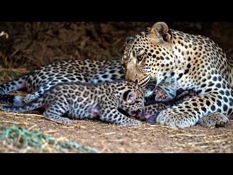 Leopard Cub: 365 Days From Newborn to Survivor