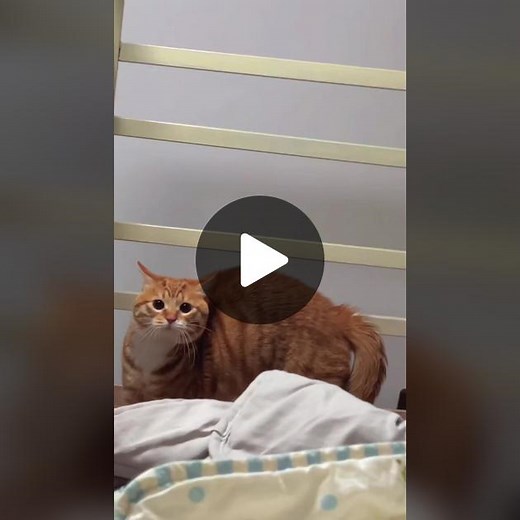 Playful Orange Tabby Cat Exploring Home Environment