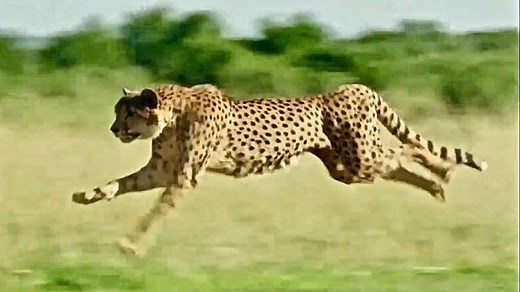 Wild Cats - Ultimate Predators - Full Documentary - video Dailymotion