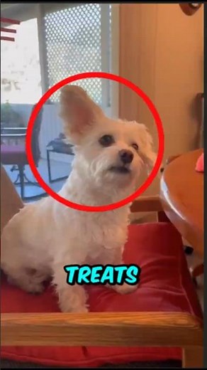 Top 3 Dog Reactions You Should NEVER Trigger 😭🐶 (Instant Chaos!)
