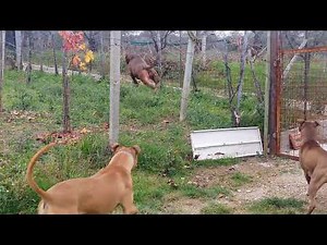 American Dog Kennel - American Pitbull Terrier Apbt Jump