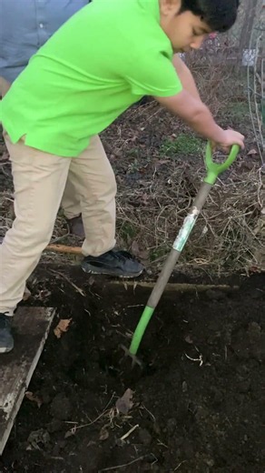 Planting Potatoes the Double Dig Method