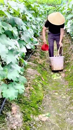 the process of watering plants in the garden