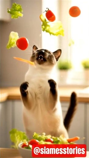 My daily routine😹#cat#funny#catshorts #song#funnycats