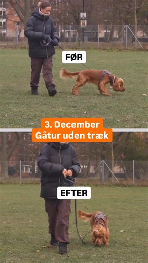 Hundetræning🦮 on Instagram: "Mathilde, Knud og jeg mødtes tilfældigt i en park. Jeg har ikke trænet Knud før. Vi brugte 30 minutter sammen - her er resultatet og hvordan vi nåede dertil. “Den gode gåtur” er formentlig den ting i hundetræning, som der findes allerflest opskrifter på. Løsningen på gåture uden træk? Ligesom med alt andet, handler det om god kommunikation. Target, “kig på mig” og alt det andet BS der findes ude på internettet er fint nok, hvis man er afklaret med at skulle bestikke