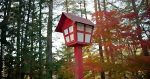 Japanese lantern, forest and outdoor with nature, woods and traditional Japan light with trees. Zen, maple and plant in autumn with travel, Asian torch and red structure on Hanamikoji Street in Kyoto
