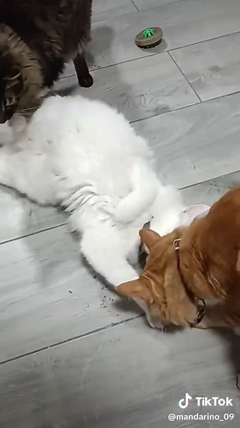 Efectos del Catnip en Gatos y Mascotas