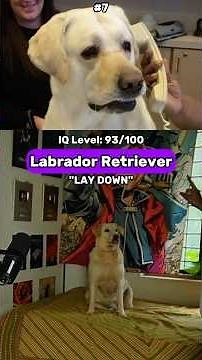 Top 10 Smartest Dog Breeds in the World (Ranked by Science) 🧠