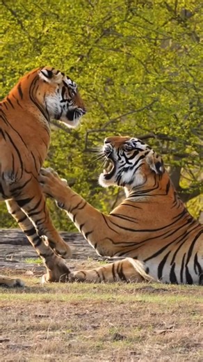 Lion vs Tiger Brothers 🦁🐅 | कौन बेहतर भाई? | Nature का असली सच! #shorts #factlinker