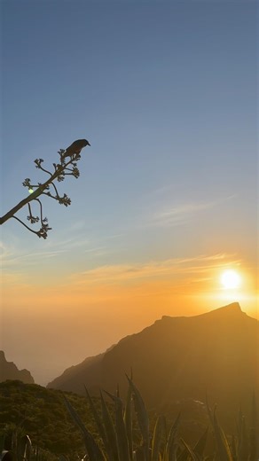 Raven Snack Robber of Tenerife