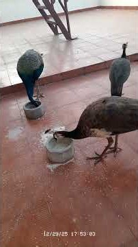 Peacocks Taking Turns & Eating Calmly Together 🦚🌾 #peacock #birds