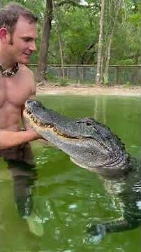 Swimming with 10ft gator one month out of the wild! #gator #animals