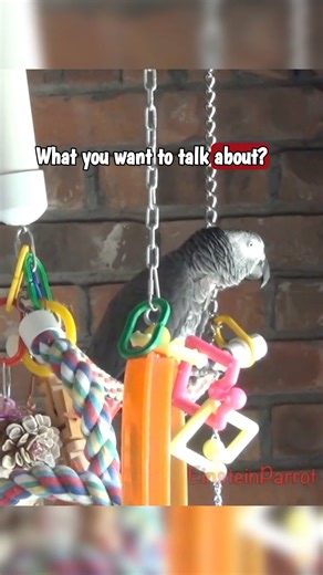 58K views · 2K reactions | What do you want to talk about? Whatever! #whatdoyouwannatalkabout #birdvideos #einsteinparrot #parrots #africangreyparrots #talkingparrots #talkingbird #whatever | Einstein the Talking Texan Parrot | Facebook