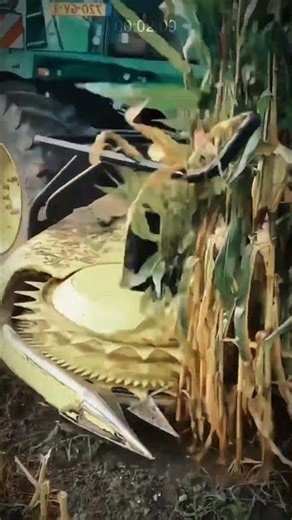 Large Scale Corn Harvesting! See This Giant Harvesting Machine in Action! #AgriculturalInnovation