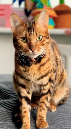 Squishy Cat 😻 So Cute You Won’t Believe It!