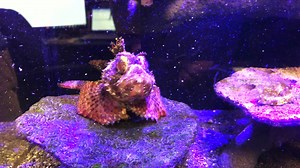 5.2K views · 45 reactions | Feeding the Caribbean Red Scorpionfish....