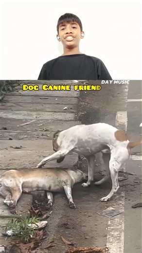 Heartbreaking Farewell: Dog Tries to Save His Dying Friend #emotional #sad video #short🥺