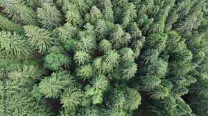 Planting drone trees, a photo and magic footage and living free