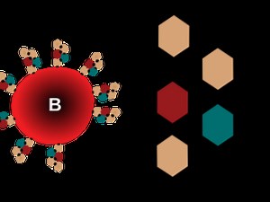 ब्लड ग्रुप के आधार पर जानें लोगों का स्वभाव