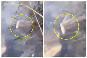 Viral Video Of 'Headless' Fish Swimming In Pond Terrifies Netizens: Watch