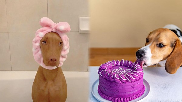 Smart Dogs Impressing Everyone Around