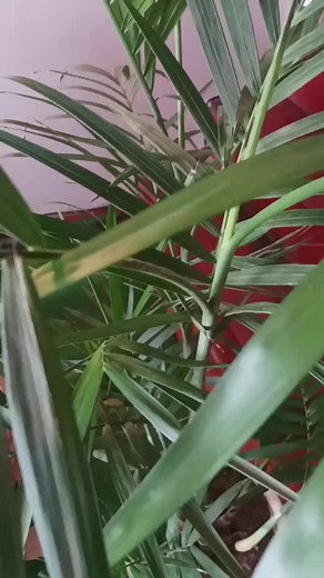 Magic Planning on TikTok