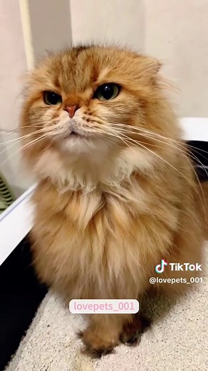Hilarious Cat Pooping Moments Compilation