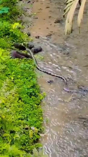 A group of small-clawed otters mob a python