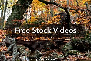 Forest Leaf Videos, Download The BEST Free 4k Stock Video Footage & Forest Leaf HD Video Clips