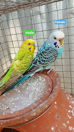 budgies parrot male female difference #shorts #birds #budgies