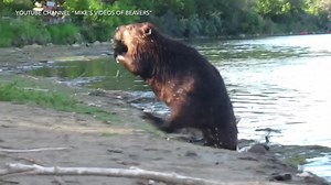 431K views · 44K reactions | Today’s beaver video is a compilation I made of times I filmed my bipedal beaver friends walking upright. With their big tummies, short legs, and webbed feet, they look kind of silly strutting out of the water on their hind legs. #beavers #funnyanimals #cuteanimals | Mike’s photos and videos of beavers | Facebook