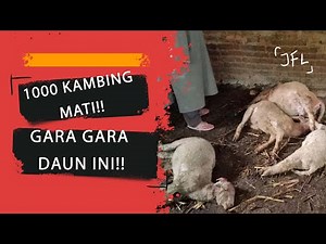 4 MAKANAN BERACUN BAGI KAMBING. PETERNAK WAJIB TAHU!