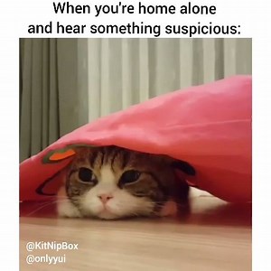 "Huh?! ...Whozdat!?" :-O [original video via instagram.com/onlyyui] | KitNipBox