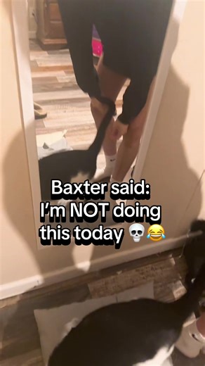 Bella wanted a cuddle. Baxter wanted… absolutely nothing 💀🐾 •cat reaction, funny cat moments, Baxter the cat, mirror reaction, family pet, cat comedy, relatable pets, Bella and Baxter, cat nope meme, funny animal video• #catsoftiktok #funnycats #fyp #momhumor #petsoftiktok