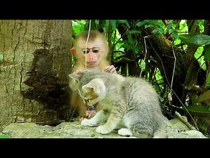 So sweet The little kitten loves the baby monkey, now they are inseparable