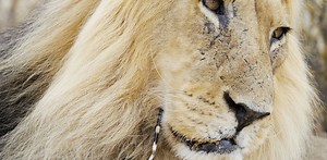 Lions sometimes suffer if they attack a porcupine. So why do they do it?