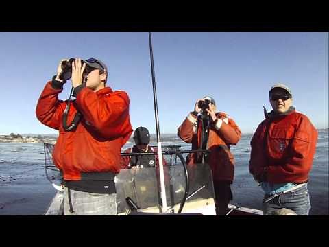 Sea Otters: A Keystone Species