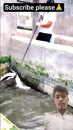 #fishing#crocodilian#fish#fishingtips || #shortsfeed #Tech202429trending #comedy #memes