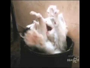 Amazing GIFS on Twitter Yawning is contagious httpst coyRCqwZu4fa