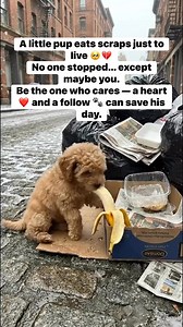 A little pup eats scraps just to live 🥺💔 No one stopped… except maybe you. Be the one who cares — a heart ❤️ and a follow 🐾 can save his day. #StreetDogLife #DogRescue #HeartForDogs #PetLove #FollowWithHeart | Tails Up