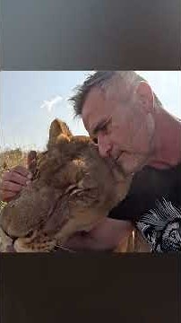 My Oldest LION Friend #cat #lion #wildlife