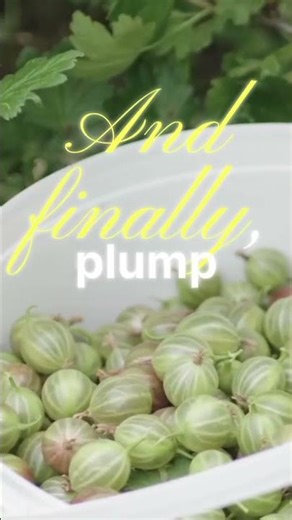 How to Grow Gooseberries: The Fruit That LOVES the Cold!