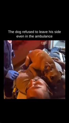 Info Vector on Instagram: "This moving clip shows a small brown dog curled protectively on his unconscious owner’s chest during an ambulance ride. Red and blue lights flash across the scene as paramedics work around them, gently allowing the dog to remain—because he refuses to move. In the middle of urgency and fear, loyalty takes over. Shared by Gabriele Corno, the moment resonated deeply with viewers who see dogs as more than pets. Science backs that bond too: research published in Science has
