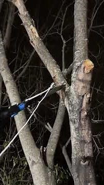 HART 12’ Foot Extendable Pole Saw