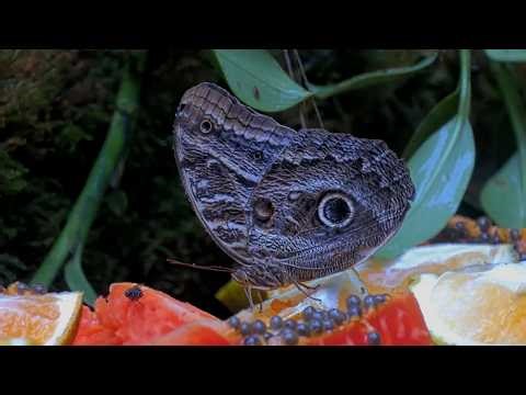 Owl Butterfly Visits Panama Fruit Feeder Cam | April 30